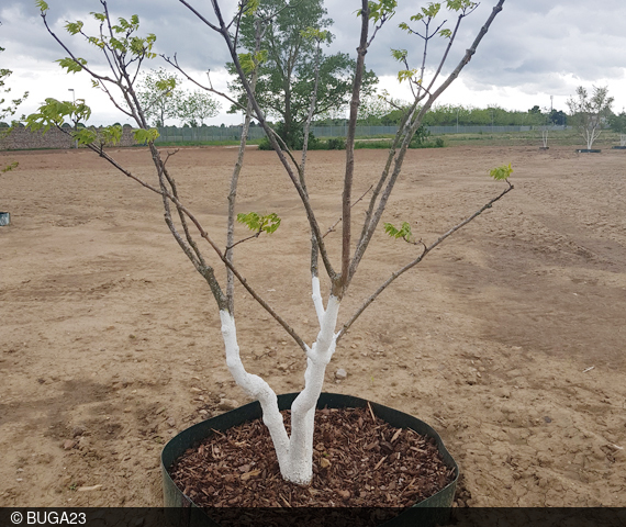 Die Baumspendenaktion hat sich als besonders nutzbringend erwiesen.